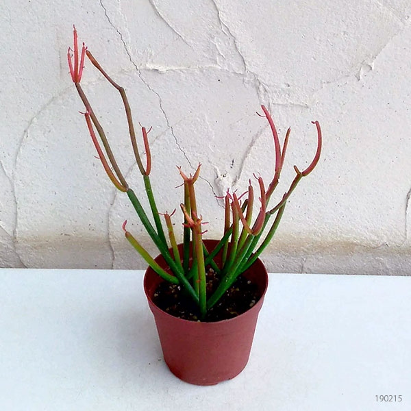 ミルクブッシュ：スティック・オン・ファイヤー3号ポット