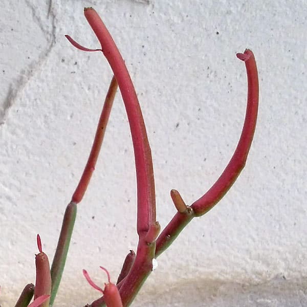 ミルクブッシュ：スティック・オン・ファイヤー3号ポット