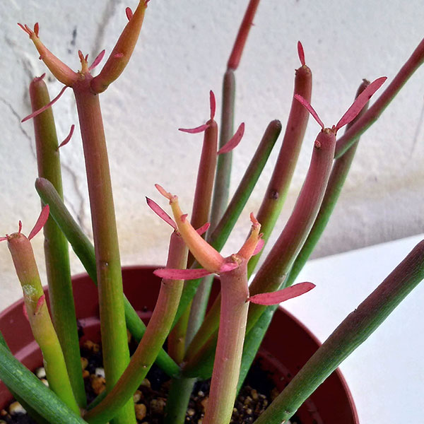 ミルクブッシュ：スティック・オン・ファイヤー3号ポット