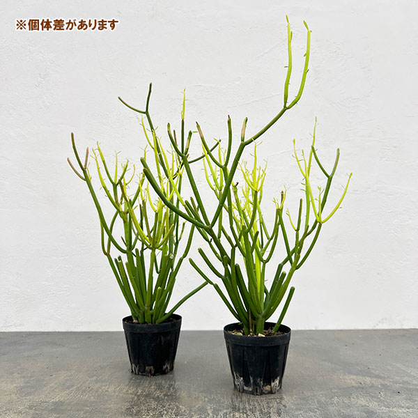 園芸ネット本店｜ミルクブッシュ：スティック・オン・ファイヤー3号