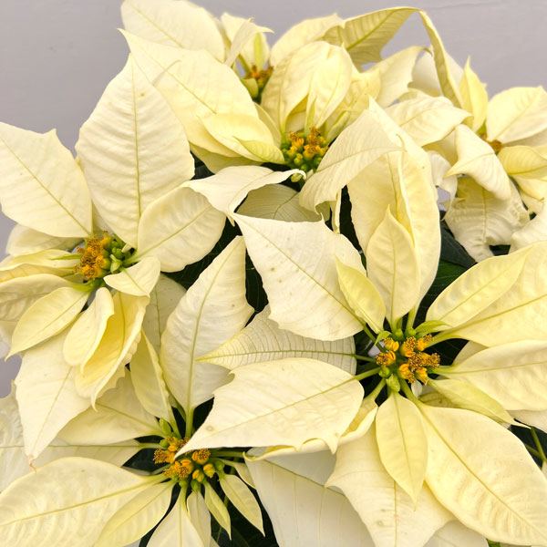 ポインセチア：アラスカピュアホワイト5号鉢植え