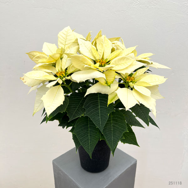 ポインセチア：アラスカピュアホワイト5号鉢植え