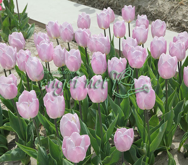 [26年2月中下旬予約]チューリップ：キャンディープリンス1球植え芽出し3号深ポット