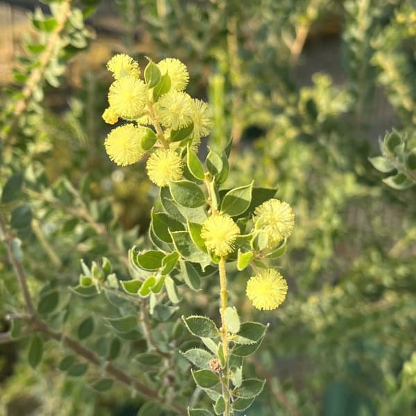 アカシア：ウィーピングワトル3.5号ポット