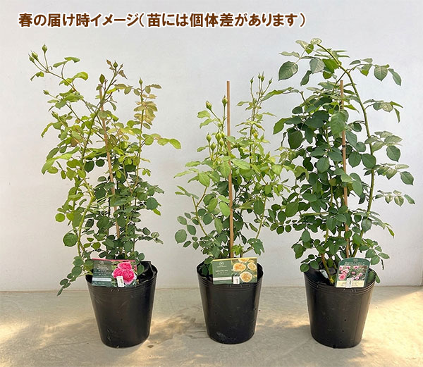イングリッシュローズ　デビッド・オースチン・ロージズ：ゴールデン・セレブレーション大苗10Lポット植え