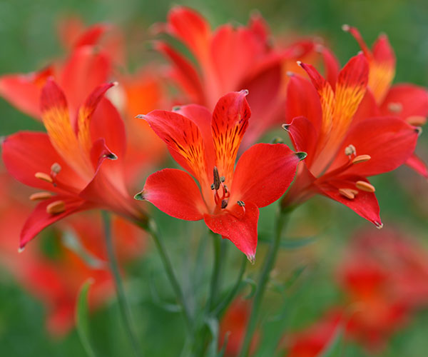 アルストロメリア：リグツレッドシェード1球