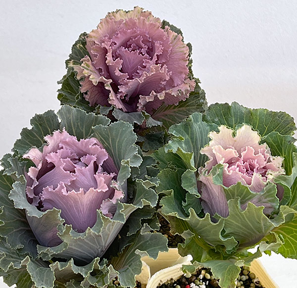 ハボタン:モカ(萌花) フリル3号ポット