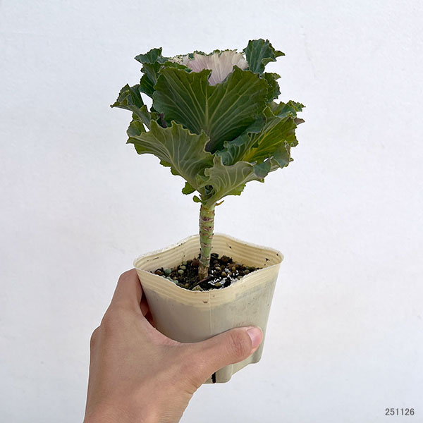 ハボタン:モカ(萌花) フリル3号ポット