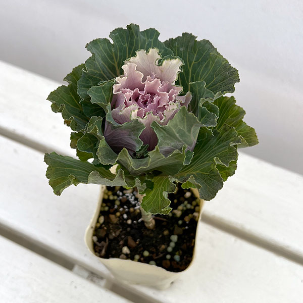 ハボタン:モカ(萌花) フリル3号ポット