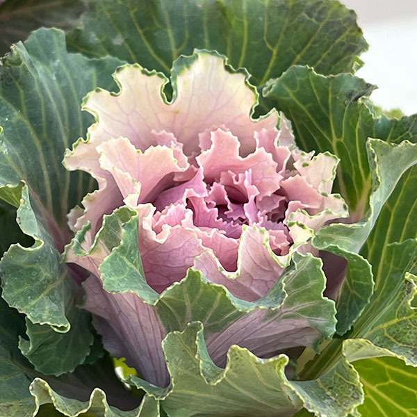 ハボタン:モカ(萌花) フリル3号ポット