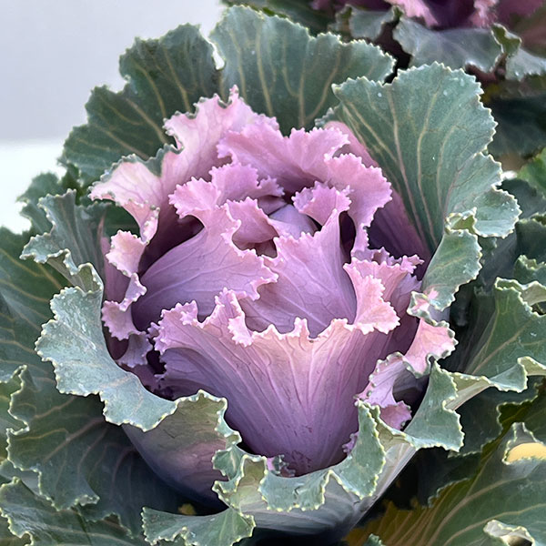 ハボタン:モカ(萌花) フリル3号ポット