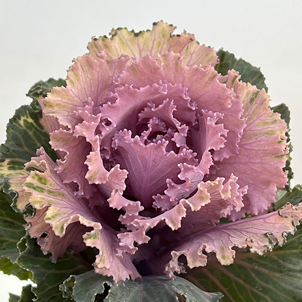 ハボタン:モカ(萌花) フリル3号ポット