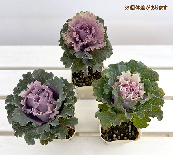 ハボタン:モカ(萌花) フリル3号ポット