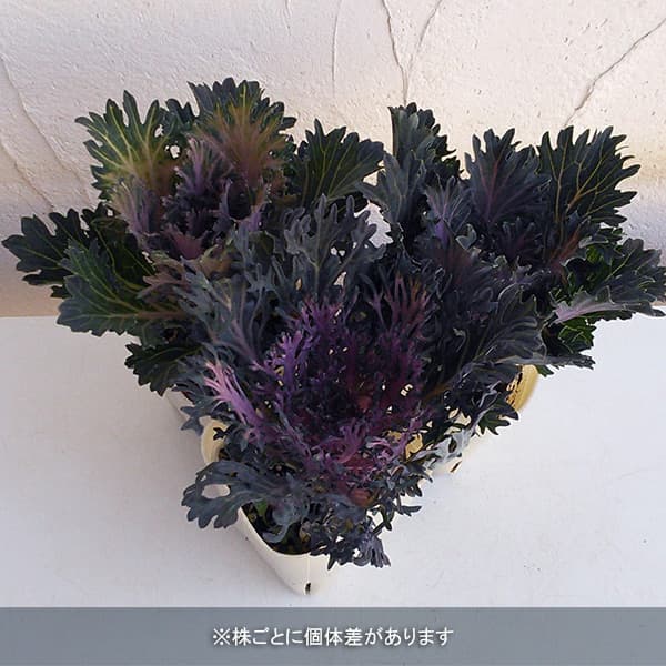[25年11月中下旬予約]ハボタン：モカ（萌花）　グラッセ3号ポット