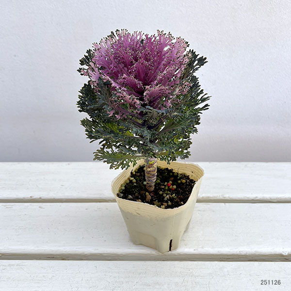 ハボタン:モカ(萌花) グラッセ3号ポット