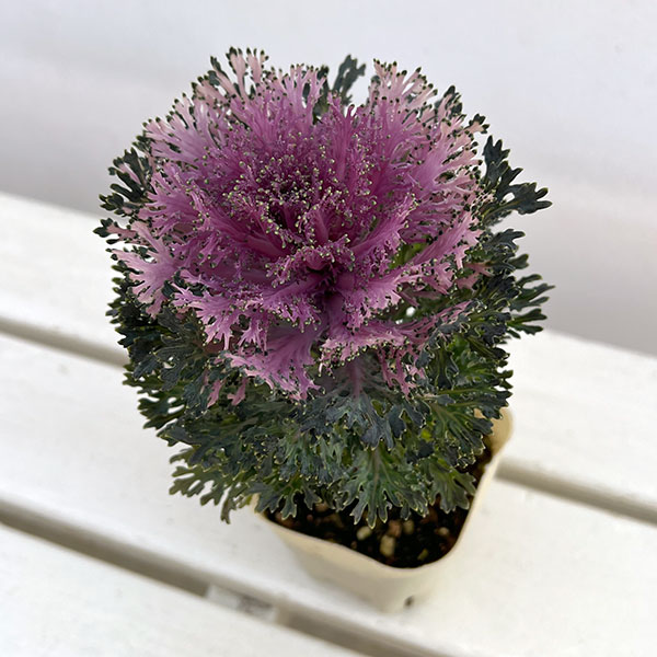 ハボタン:モカ(萌花) グラッセ3号ポット