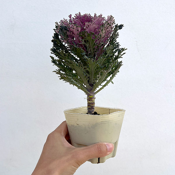 ハボタン:モカ(萌花) グラッセ3号ポット