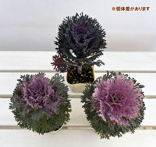 ハボタン:モカ(萌花) グラッセ3号ポット