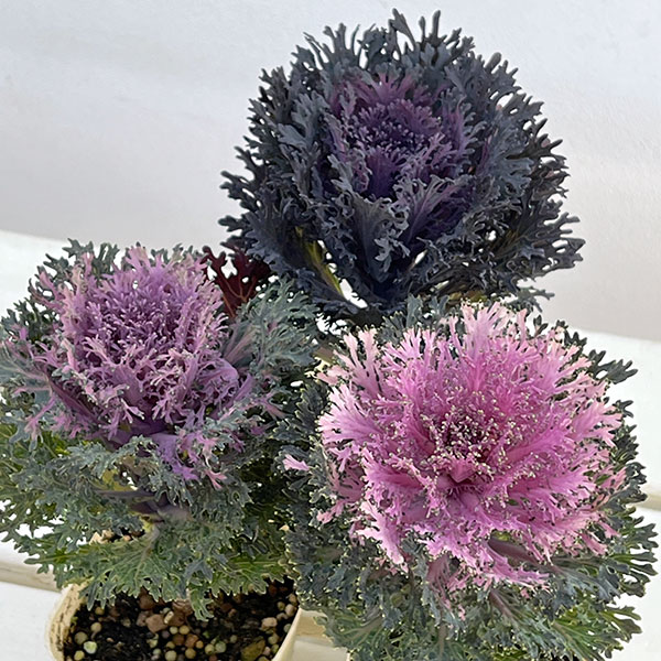 ハボタン:モカ(萌花) グラッセ3号ポット