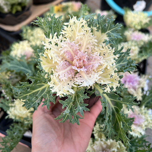 ハボタン：白くじゃく3-3.5号ポット 10株セット