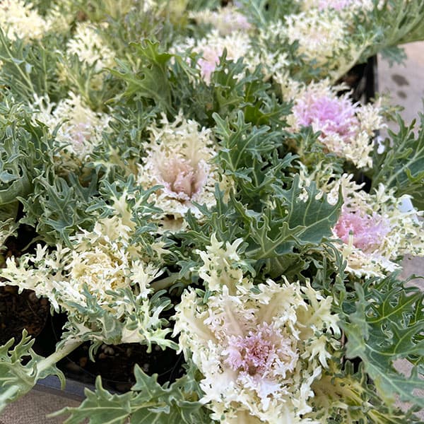 ハボタン：白くじゃく3-3.5号ポット 10株セット