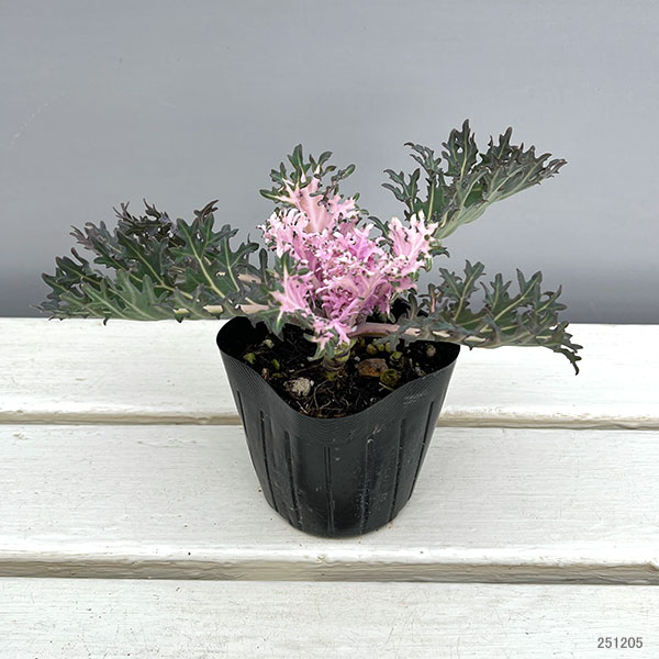 ハボタン（葉牡丹）カラフル10品種セット