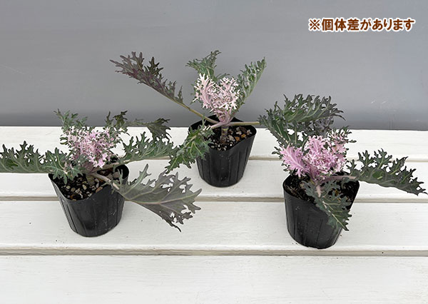 ハボタン：白くじゃく3-3.5号ポット