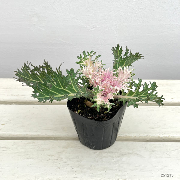 ハボタン：白くじゃく3-3.5号ポット