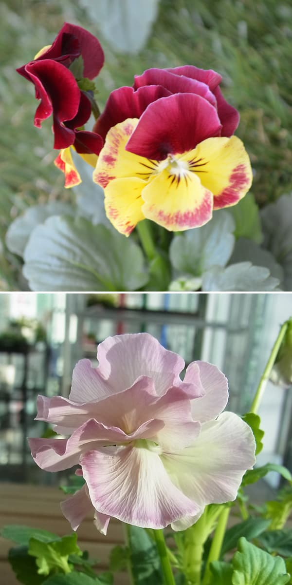 パンジー：ファビュラスミックス3.5号ポット