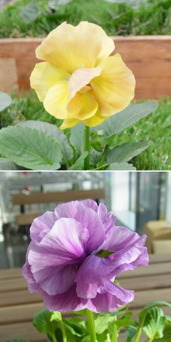 パンジー：ファビュラスミックス3.5号ポット