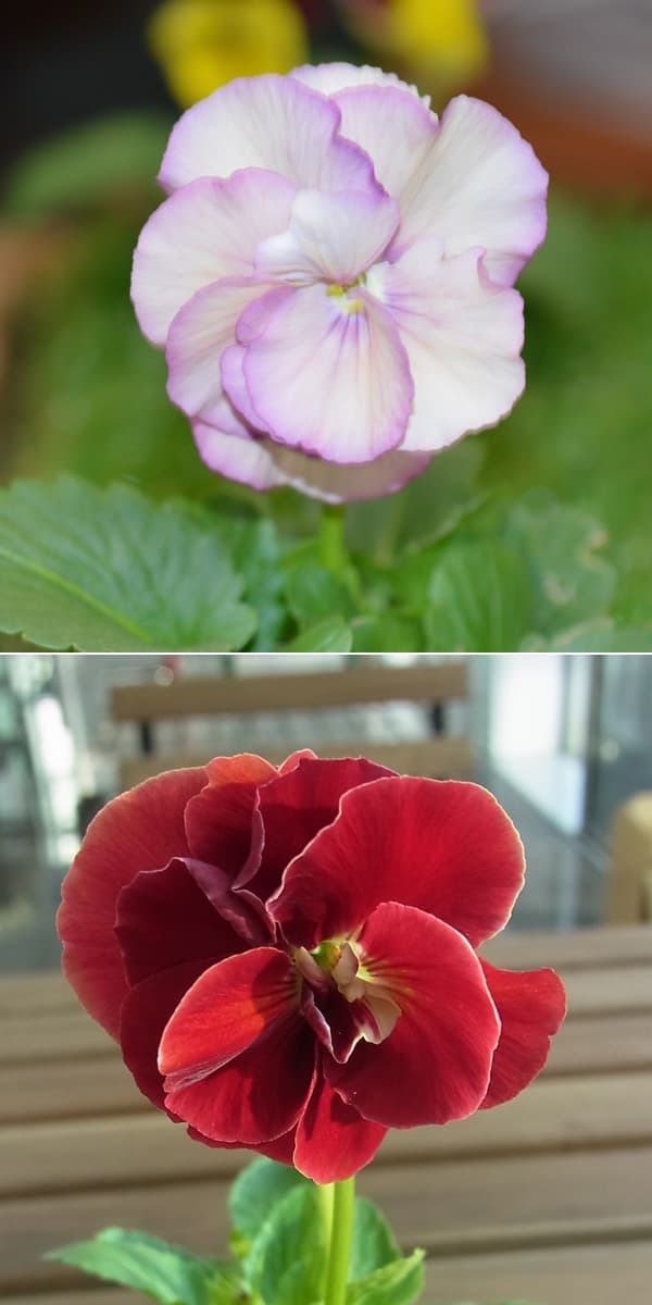 パンジー：ファビュラスミックス3.5号ポット