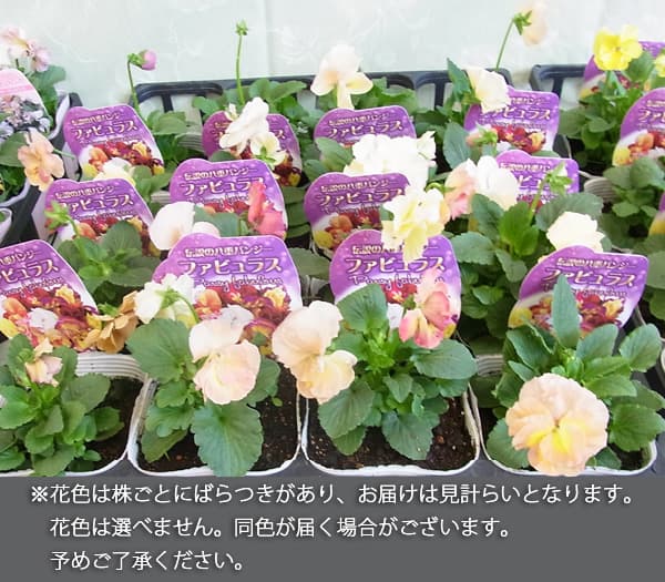 パンジー：ファビュラスミックス3.5号ポット