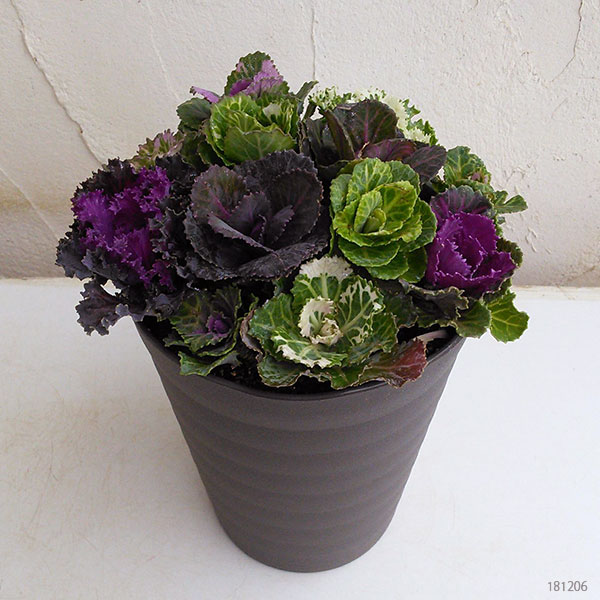 ハボタン：ジュエリーシュー4.5号鉢植え