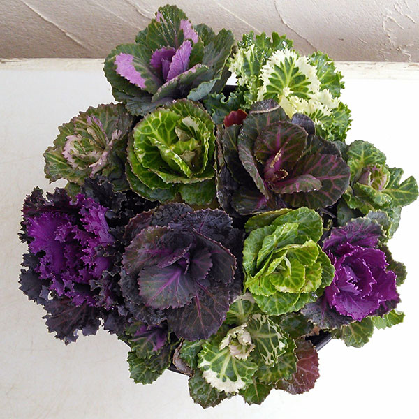 ハボタン:ジュエリーシュー6号鉢植え