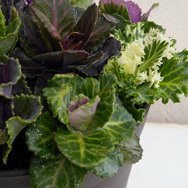 ハボタン:ジュエリーシュー6号鉢植え