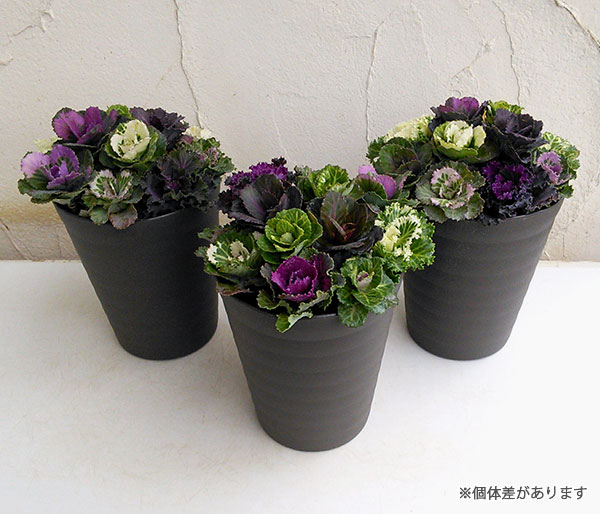 ハボタン：ジュエリーシュー4.5号鉢植え