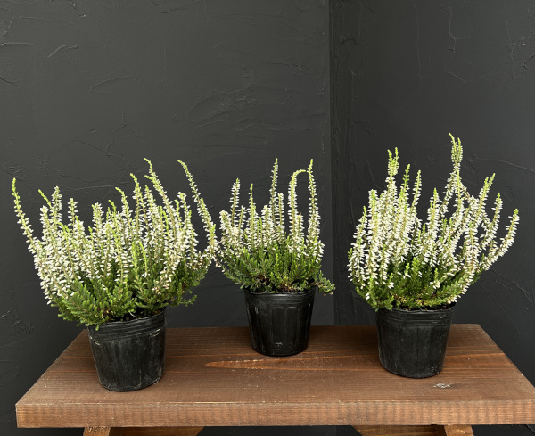 カルーナ：ガーデンガールズ・ホワイト3号ポット