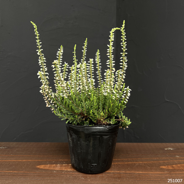 カルーナ：ガーデンガールズ・ホワイト3号ポット