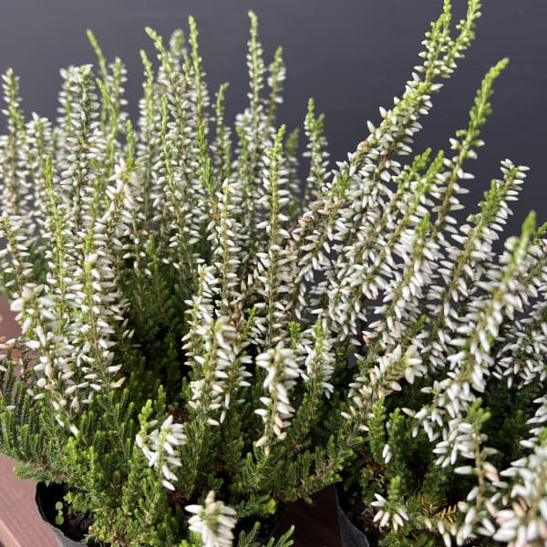 カルーナ：ガーデンガールズ・ホワイト3号ポット