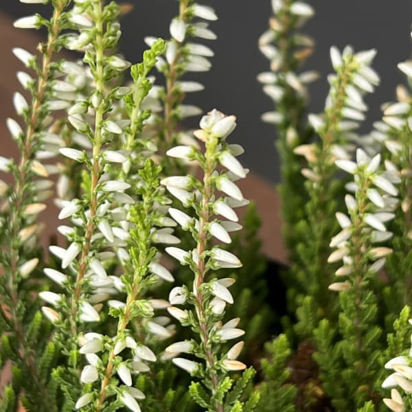 カルーナ：ガーデンガールズ・ホワイト3号ポット