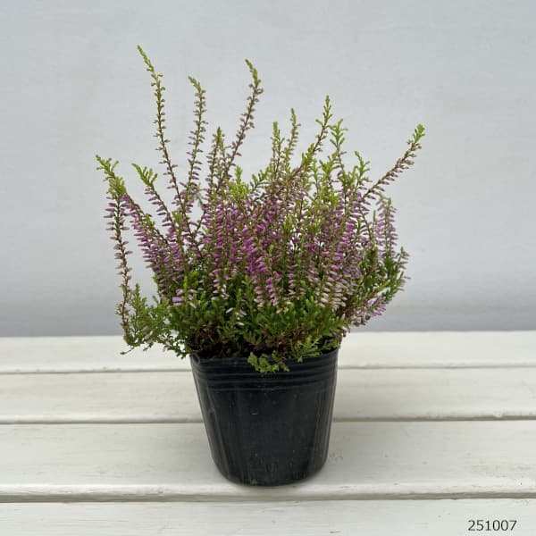 (わけあり特価)カルーナ:ガーデンガールズ・ピンク系3号ポット