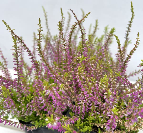 (わけあり特価)カルーナ:ガーデンガールズ・ピンク系3号ポット