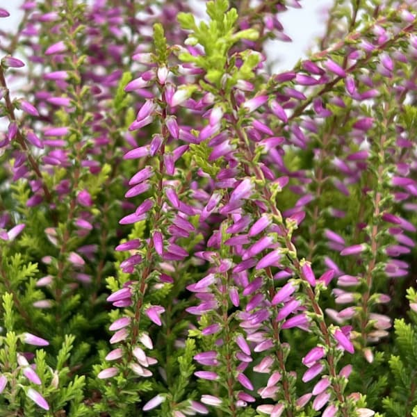 (わけあり特価)カルーナ:ガーデンガールズ・ピンク系3号ポット