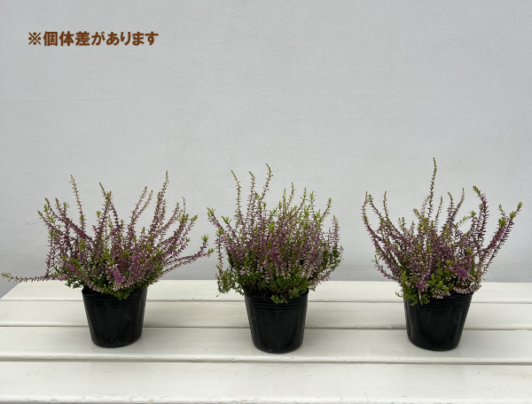 (わけあり特価)カルーナ:ガーデンガールズ・ピンク系3号ポット