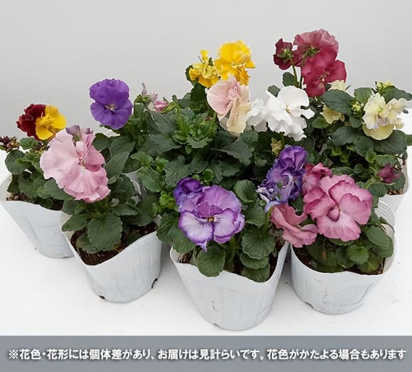 パンジー：ファビュラスミックス3.5号ポット