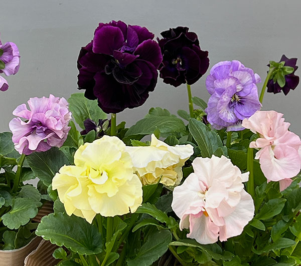 パンジー：ファビュラスミックス3.5号ポット