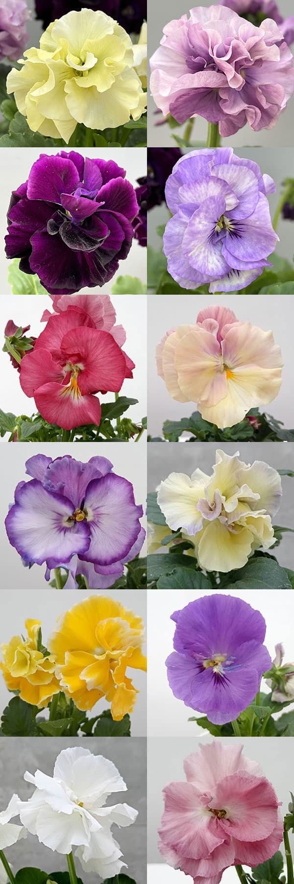 パンジー：ファビュラスミックス3.5号ポット