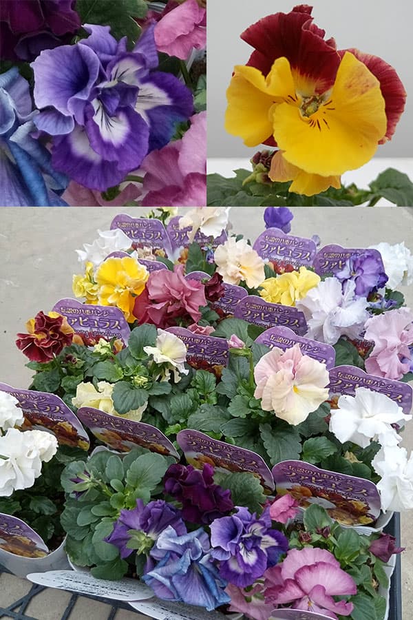 パンジー：ファビュラスミックス3.5号ポット