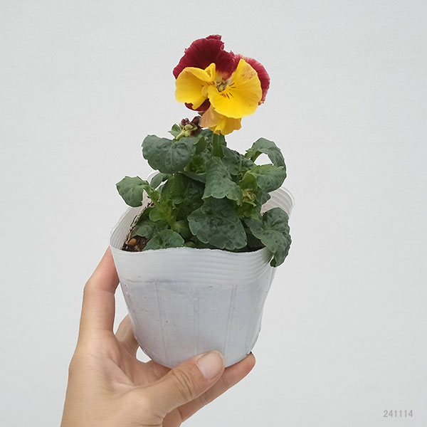 パンジー：ファビュラスミックス3.5号ポット