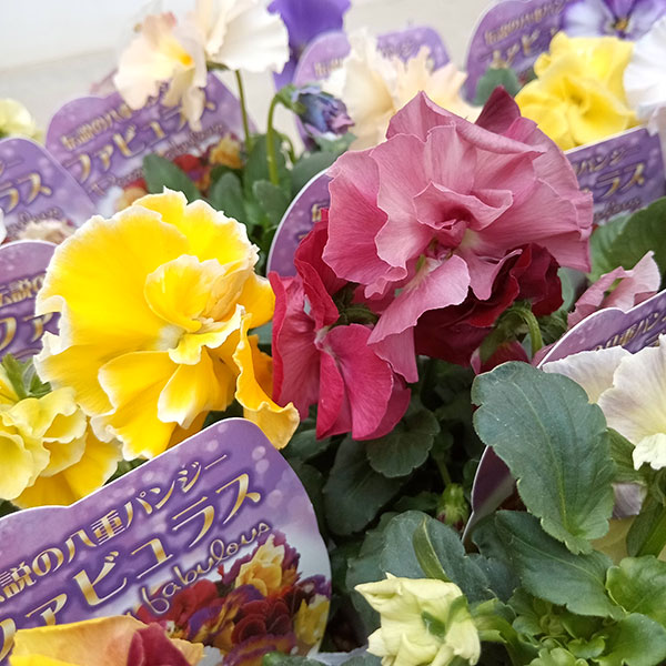 パンジー：ファビュラスミックス3.5号ポット